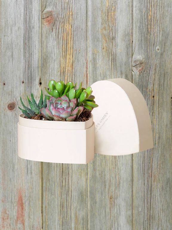 LULAS GARDEN HEART SUCCULENT PLANT GARDEN